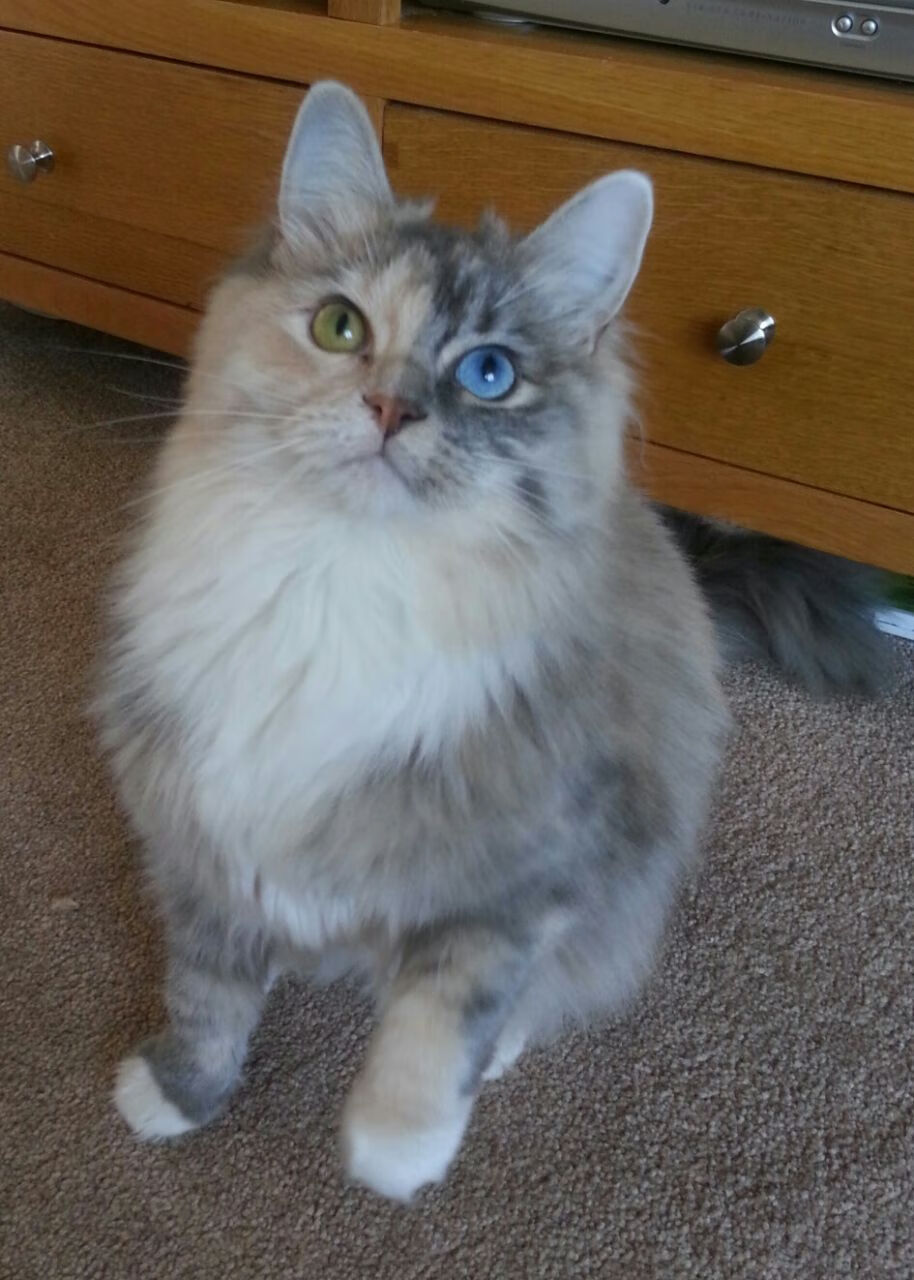 开云官网-门神归来与冷门诞生，库尔图瓦的怒吼与尼斯的闪电