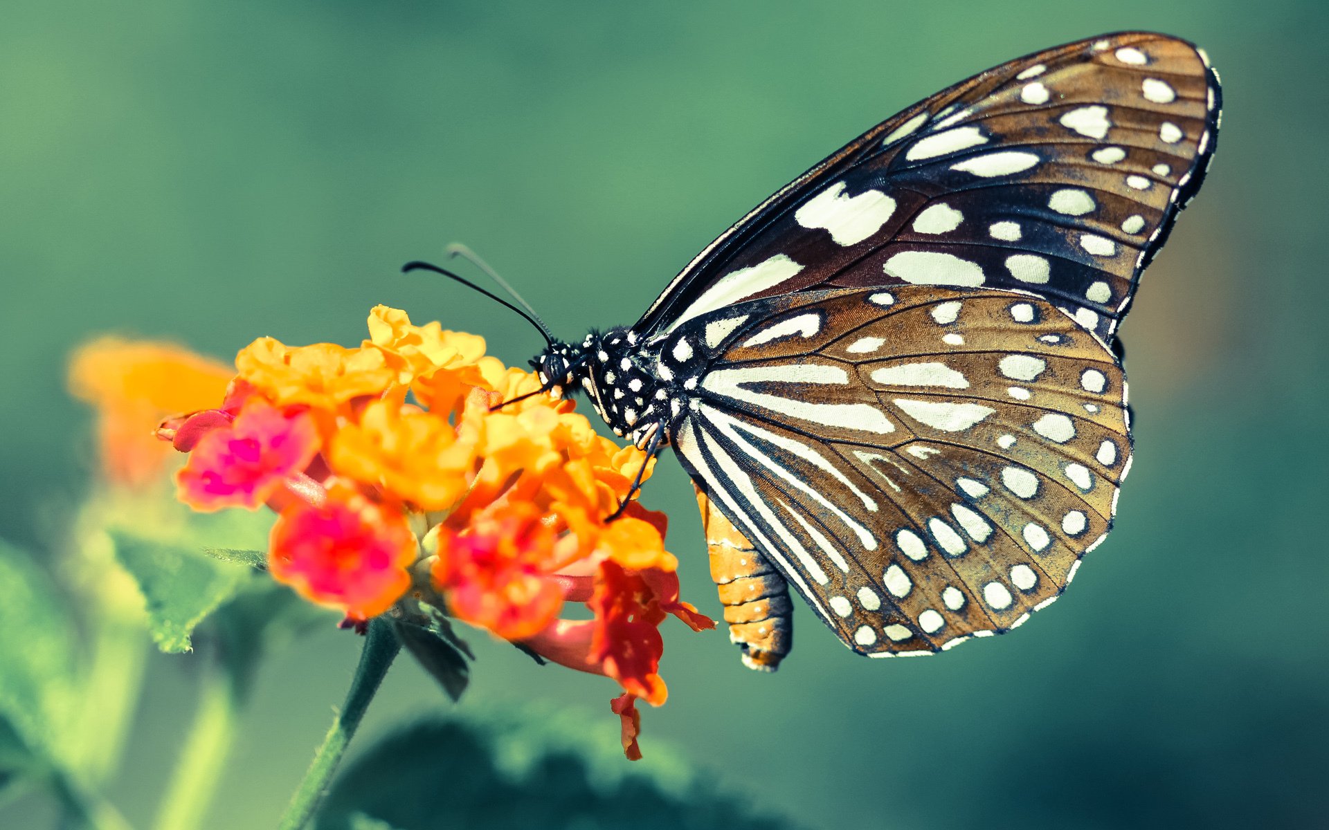 开云下载-当东方秩序遇上德意志狂想，哈弗茨的惊艳与日本足球的胜利宣言