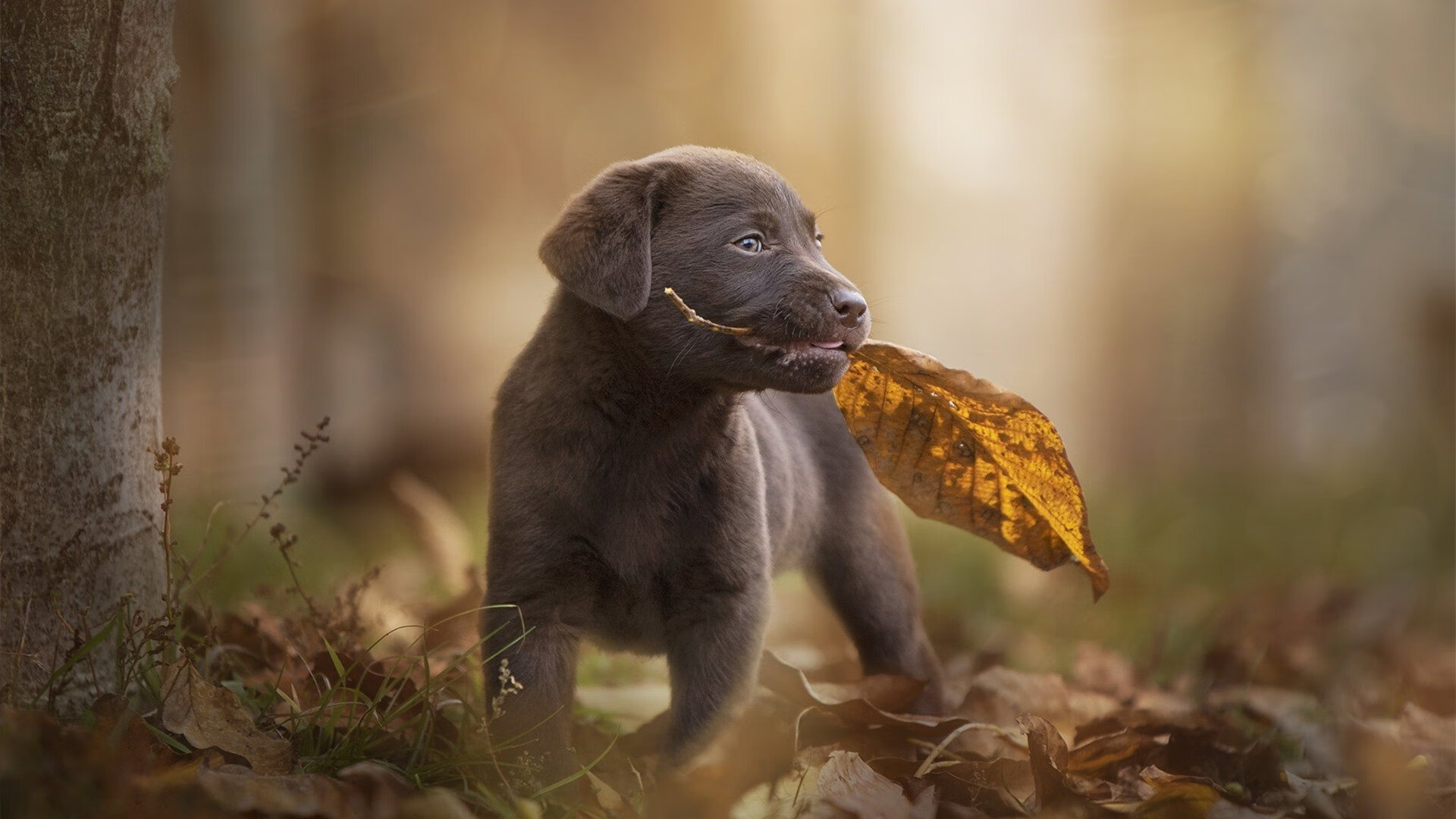 当摩纳哥的蔚蓝粉碎希腊神话,阿拉巴如何成为悬崖边的关键先生
