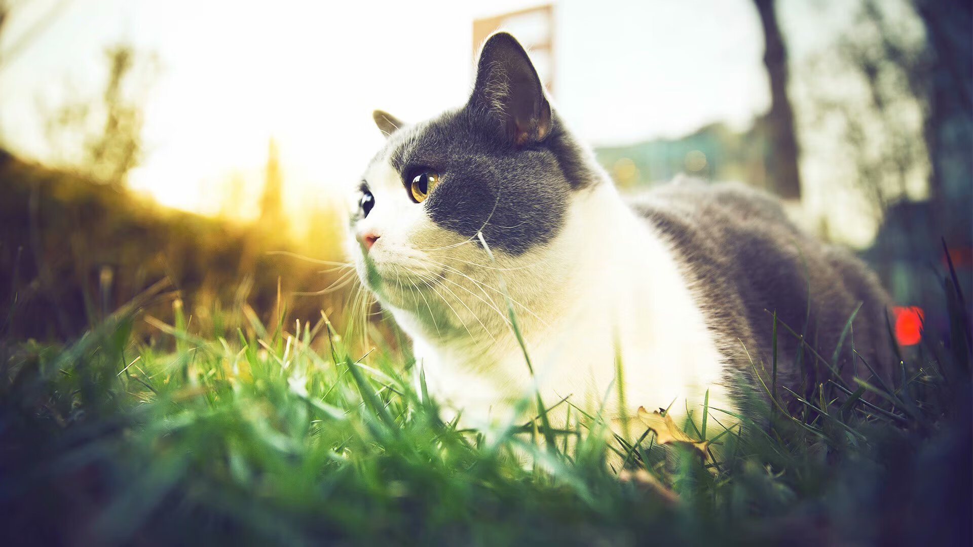 开云体育中国-燃烧的蓝领心脏，范弗利特在抢七之夜的铁血救赎