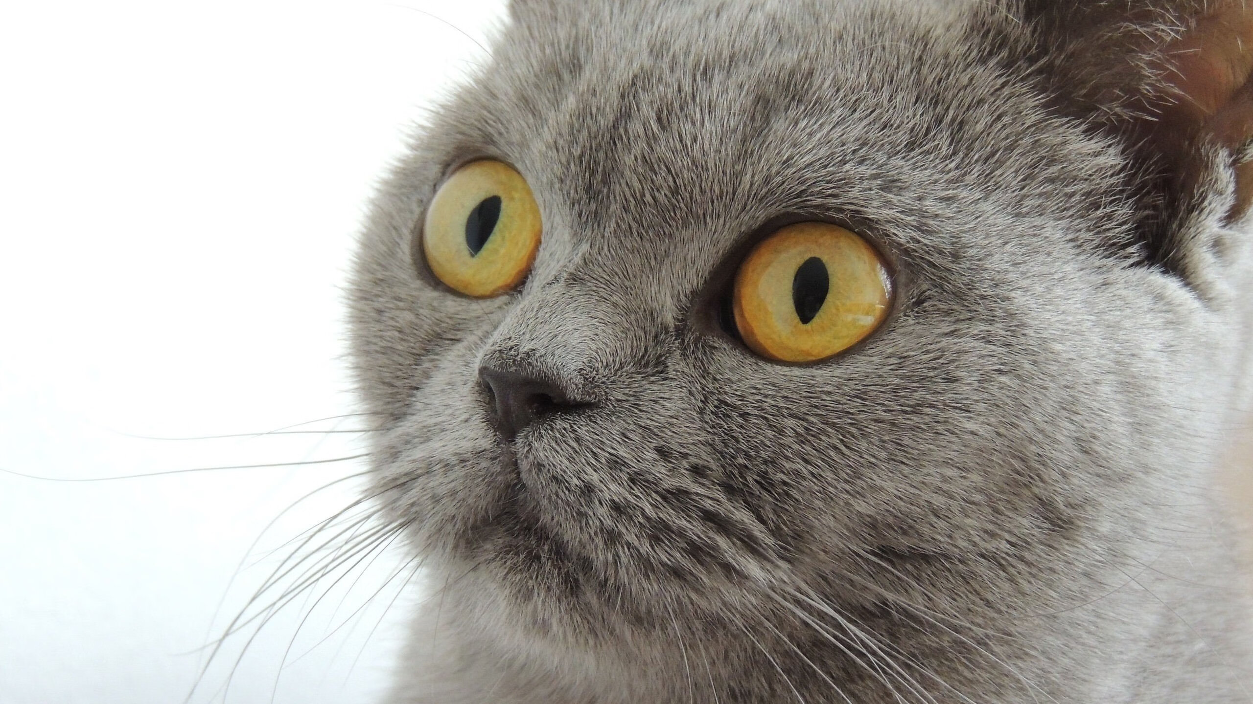 摩洛哥制霸哥斯达黎加，团队足球的胜利 与 李刚仁在英超争冠接管比赛的启示