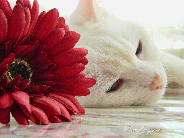 开云体育登录-双线焦点，当欧冠棋局遇见卫冕冠军的钢铁洪流