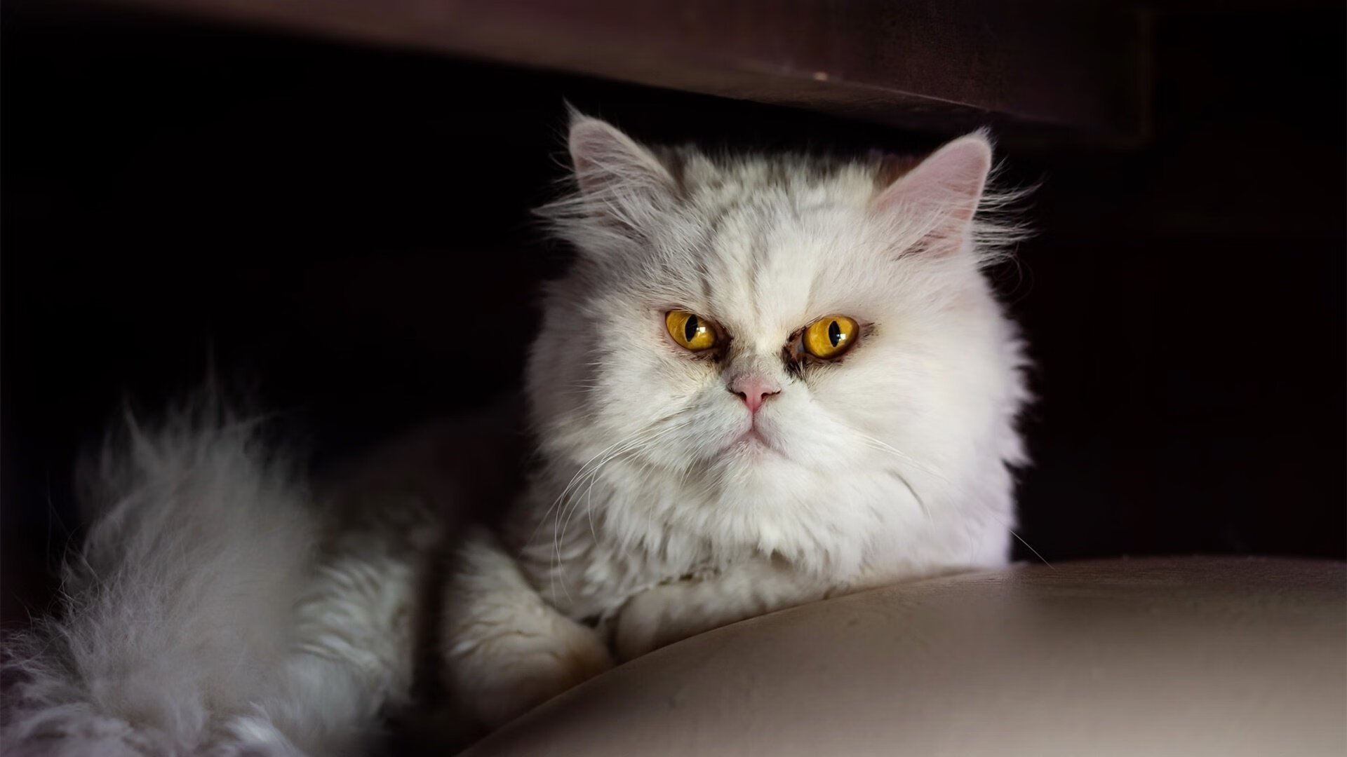 开云官网-烈焰重生！乔治绝境之王降临，撕裂迈阿密铁壁