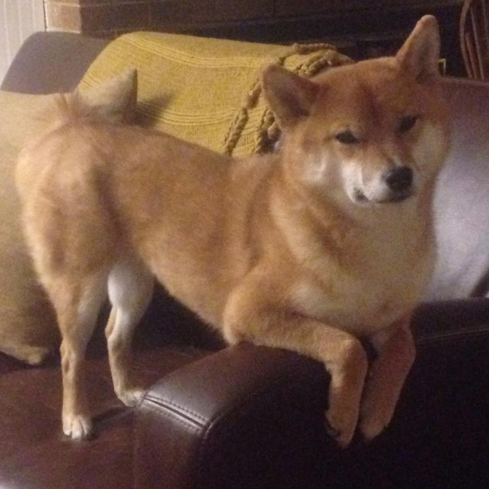 开云平台-战术洪流的双重奏，从国家德比的博弈到灰熊队的钢铁洪流