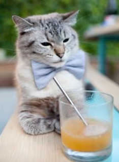 战术棋盘上的绞杀,猛龙如何用区域联防锁死热火?