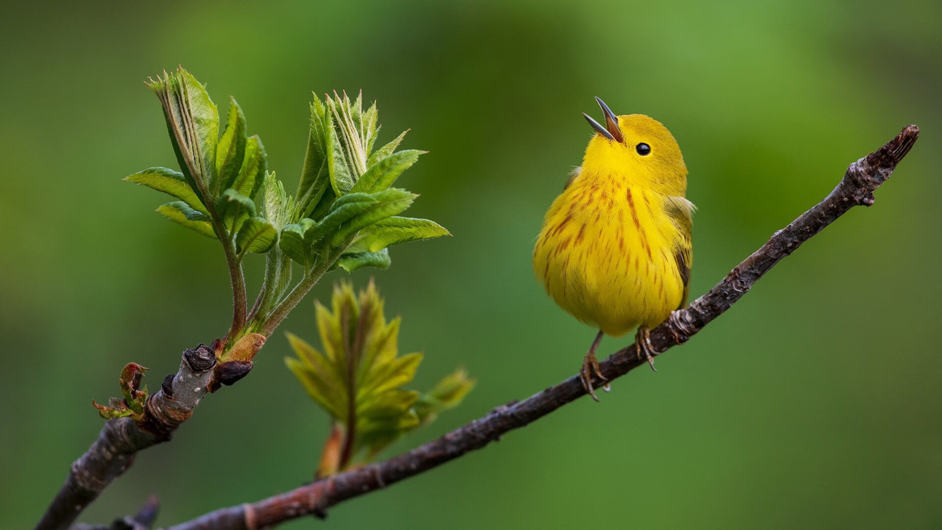 亚特兰大1-0力克哥伦比亚,巴斯托尼闪耀全场成关键先生