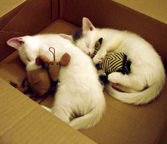 开云平台-湖人压哨绝杀骑士，锡安·威廉姆森一锤定音，献生涯代表作