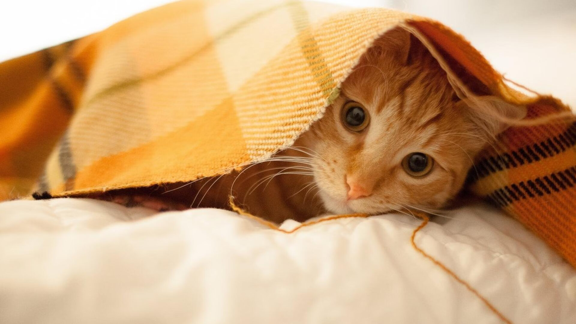 美加墨世界杯焦点战，开拓者之光终结魔术传奇