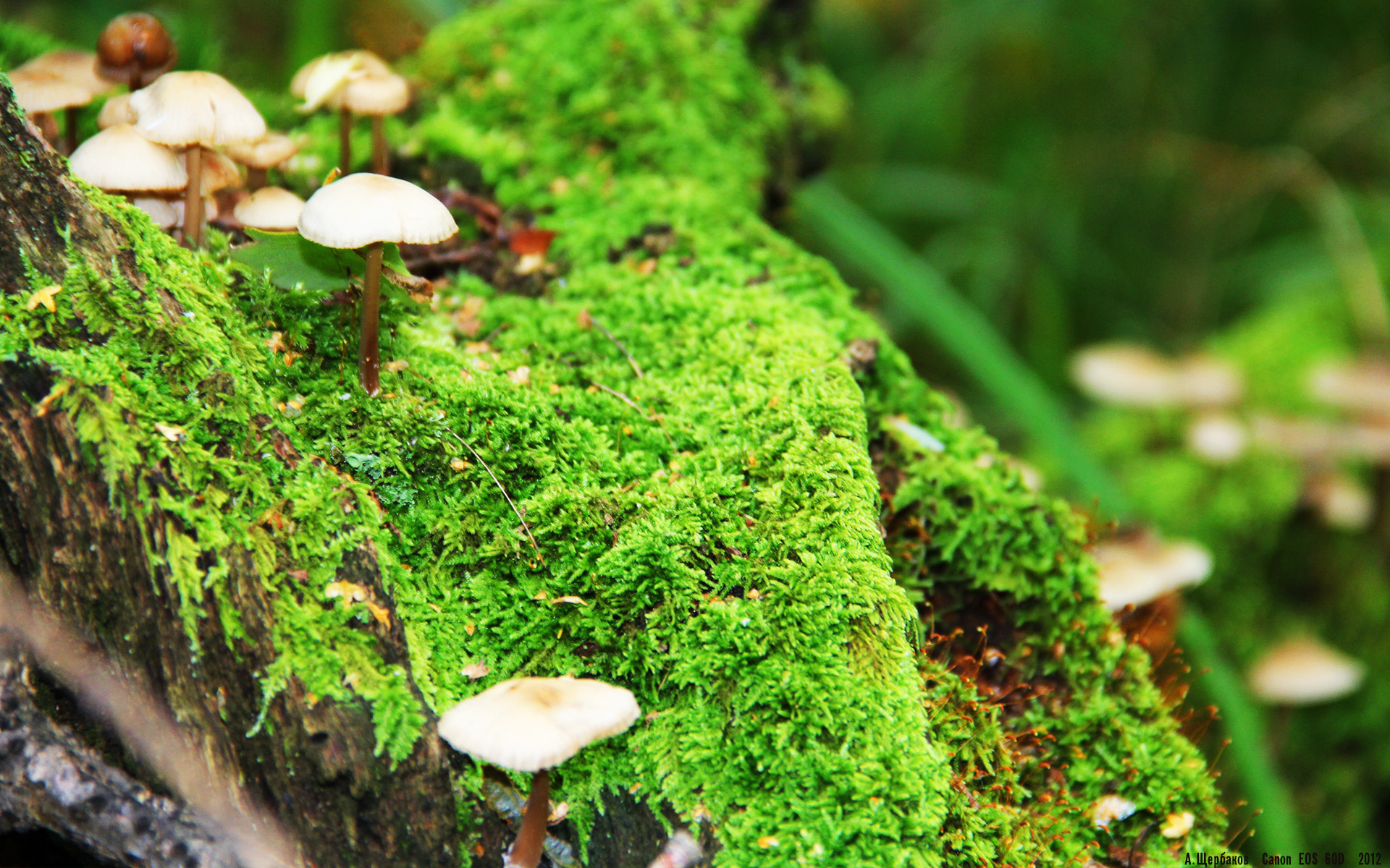 世界排名争夺战焦点战，深圳队主场踏平猛龙