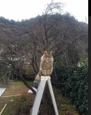 开云体育官方网站-银色流星，当福克斯在街道的血管里唤醒沉睡法则