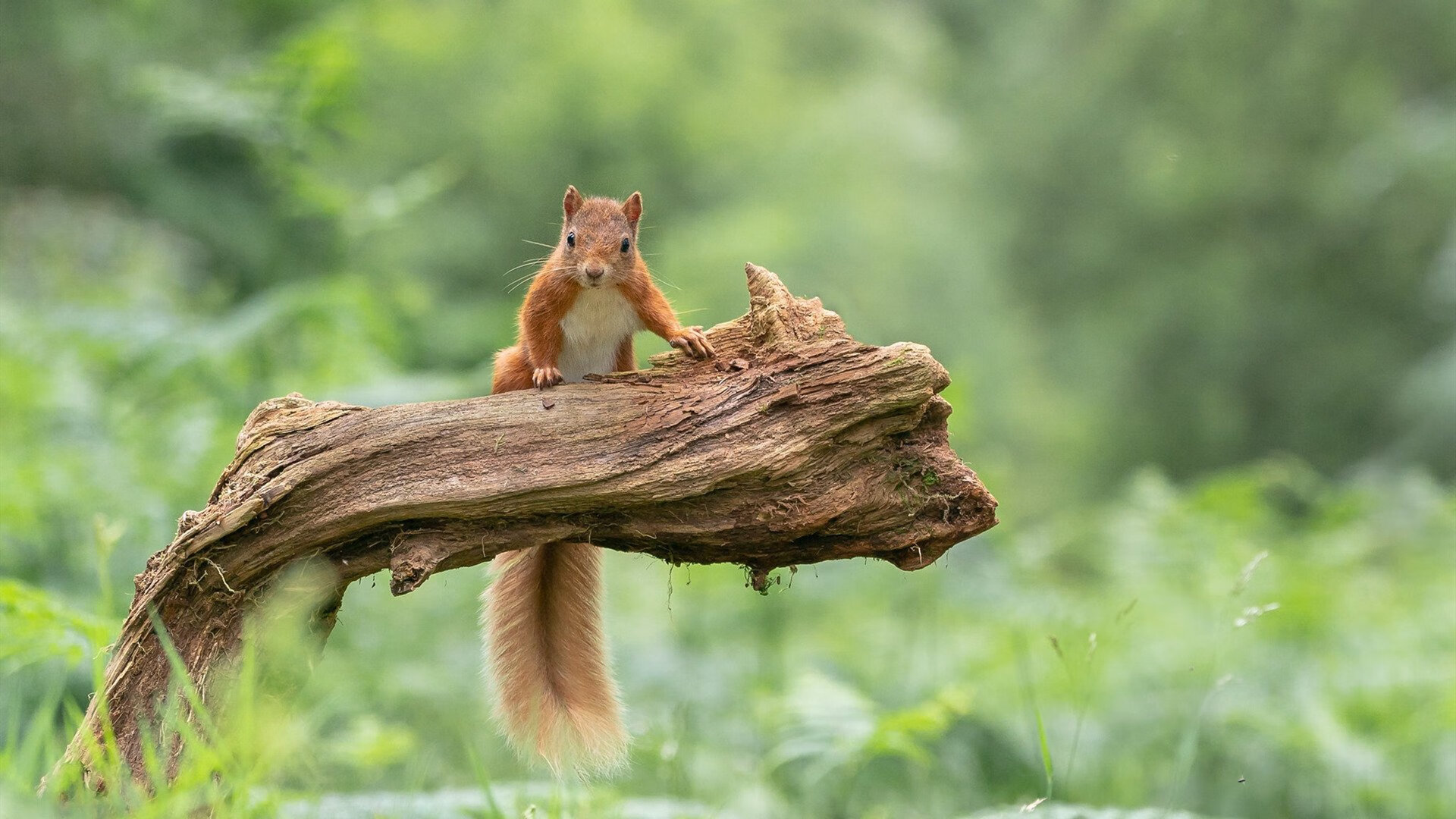 中距离的艺术,德罗赞用古典技艺彻底打爆雷霆防线