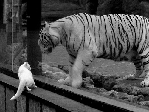 绿茵盛宴，贝蒂斯激战土耳其，京多安率队奏响凯歌