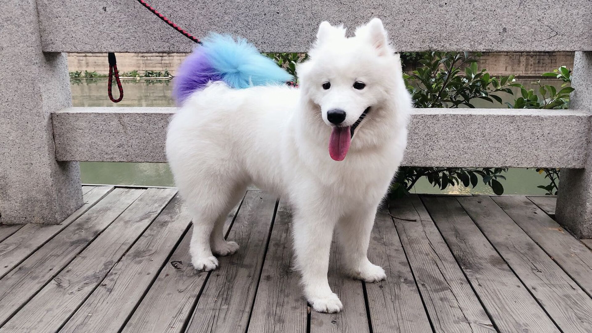 赤焰席卷绿茵场，阿劳霍铁闸与引擎的双重奏，奏响摩洛哥胜利狂想曲