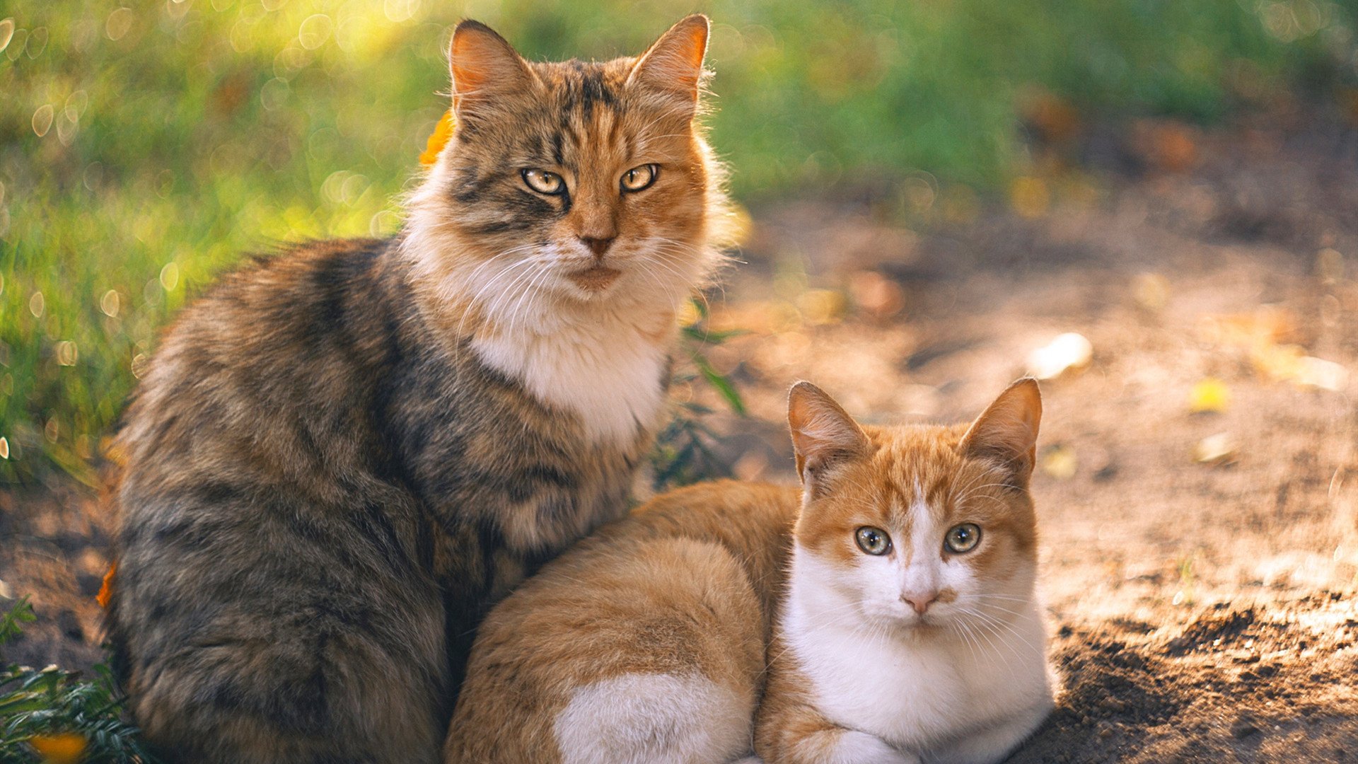 奥运周期关键战，加拿大冰壶队压制苏格兰的焦点之战
