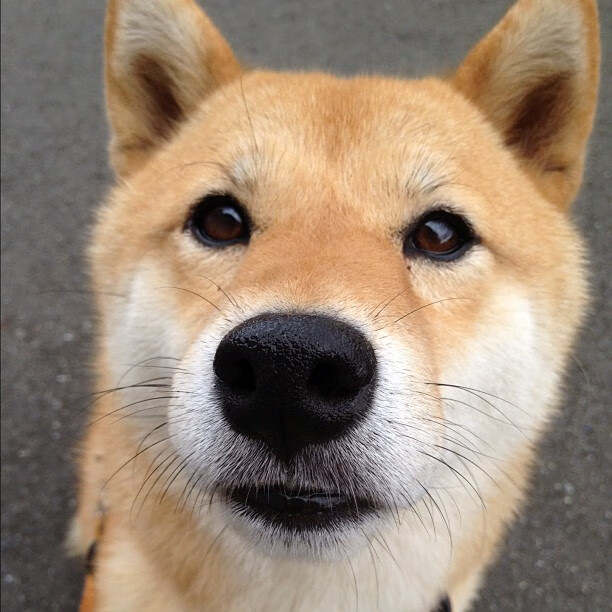 跨越洲际的体育狂想，伊拉克终场逆袭巴黎，奥利维耶德比夜加冕王座