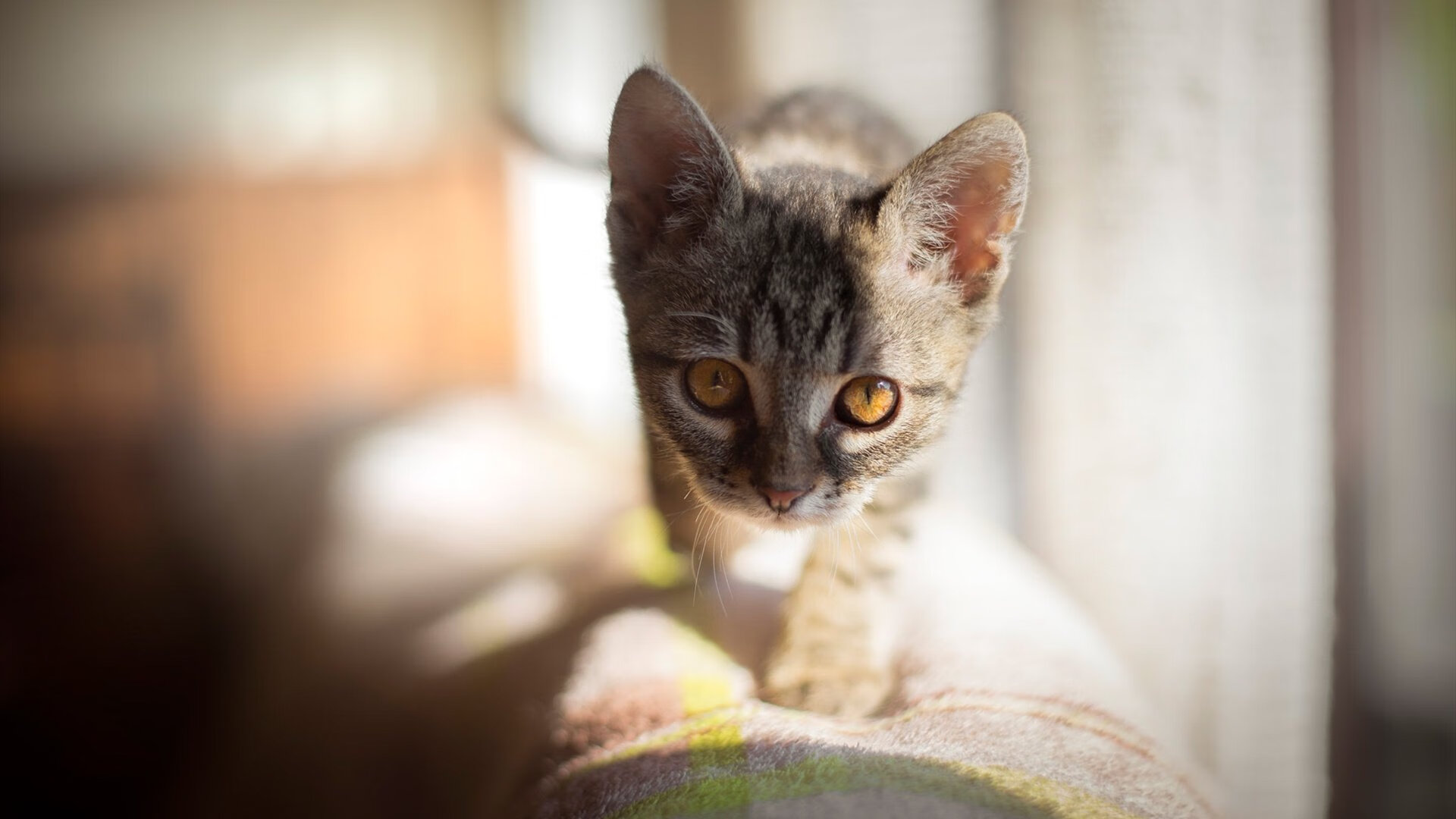 三笘薰补时绝杀！日本魔术师化身关键先生，助加纳2-1惊险战胜雷恩