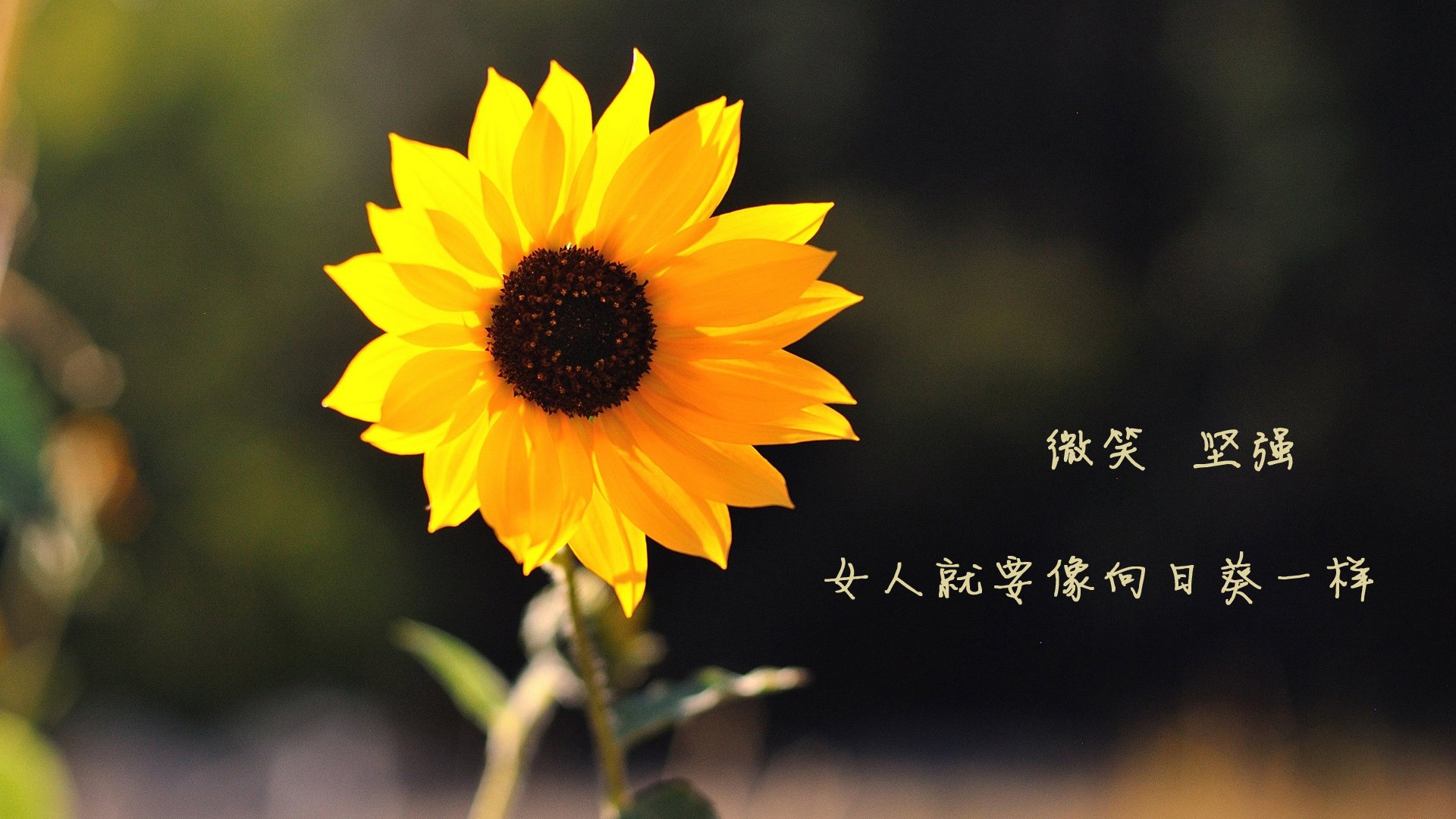 蓝衣军团的铁血防线与梅西的王者之舞,2026世界杯G组上演不朽史诗